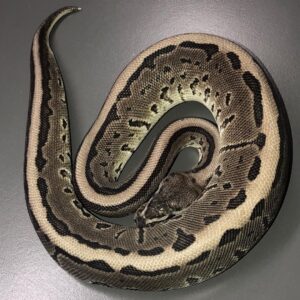 VPI Axanthic Leopard Pinstripe
