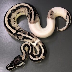 VPI Axanthic Pied ball python for sale
