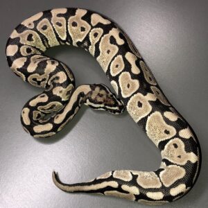 VPI Axanthic Spotnose ball python for sale