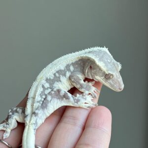 Lily White Harlequin (iii)