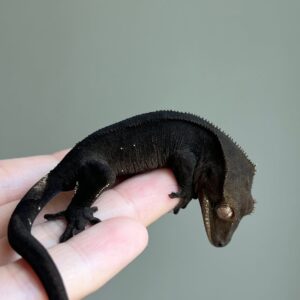Melanistic (iii)