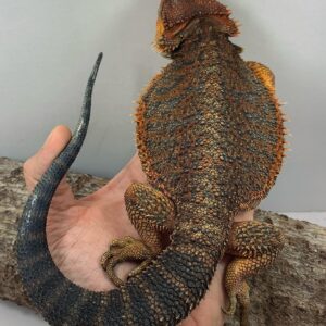 orange dunner bearded dragon for sale