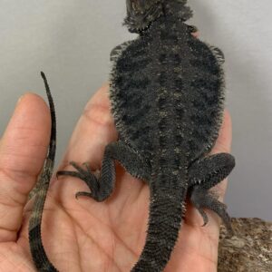 baby bearded dragon for sale