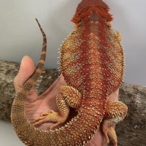 bearded dragon reptiles for sale