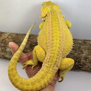 Hypo dunner citrus bearded dragon for sale