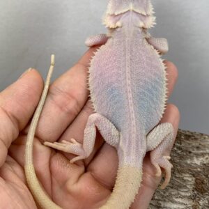 Hypo zero bearded dragon for sale
