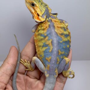 Hypo leatherback blue bearded dragon for sale