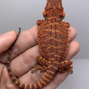 bearded dragon for sale