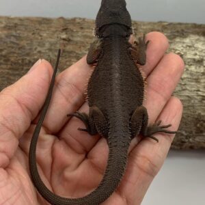 melanistic bearded dragon for sale