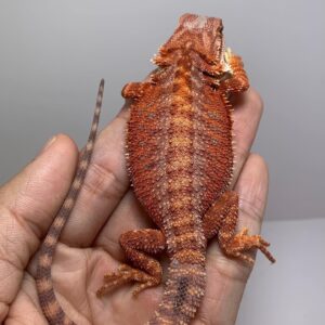 red bearded dragon for sale online