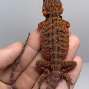 red bearded dragon for sale
