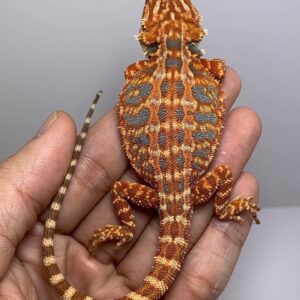 red hypo bearded dragon for sale