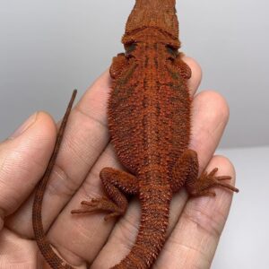 red Dunner bearded dragon for sale
