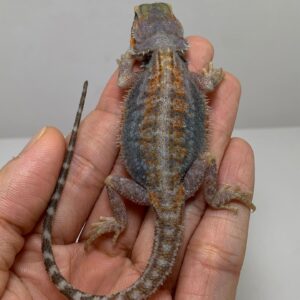 Blue bar tiger hypo bearded dragon for sale