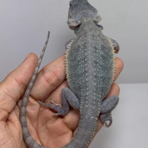 Blue hypo leatherback bearded dragon for sale