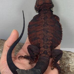 bearded dragon for sale online