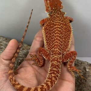bearded dragon for sale near me
