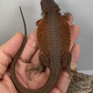 Dark red witblits double het bearded dragon