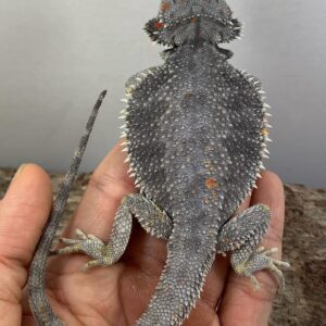 Hypo Dunner bearded dragon for sale