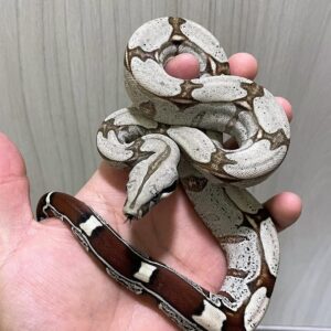 red tailed boa constrictor for sale