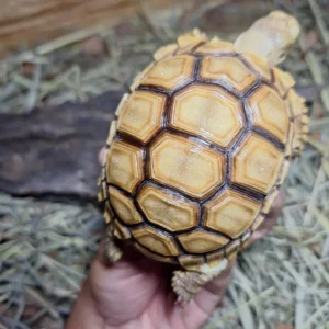 sulcata Dotless